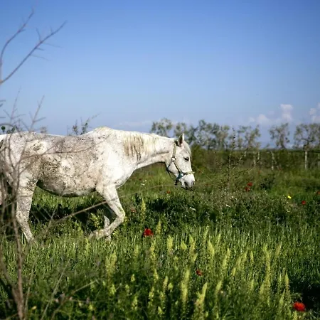 Masseria Cafora فندق