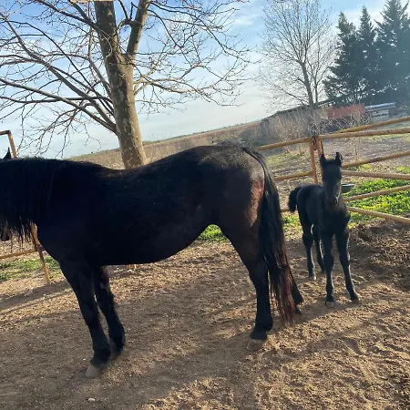 Masseria Cafora Hotel